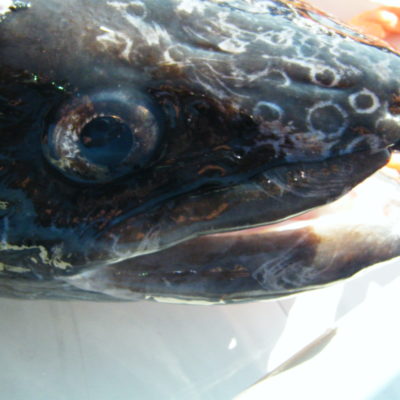 dscf5552